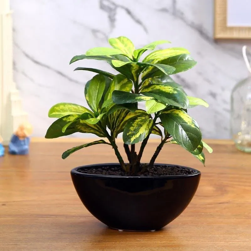 Faux Schefflera Bonsai In Bowl Pot - 29 cms media 1