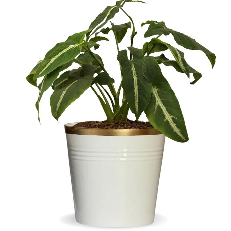 Nishma Golden Planter media 8