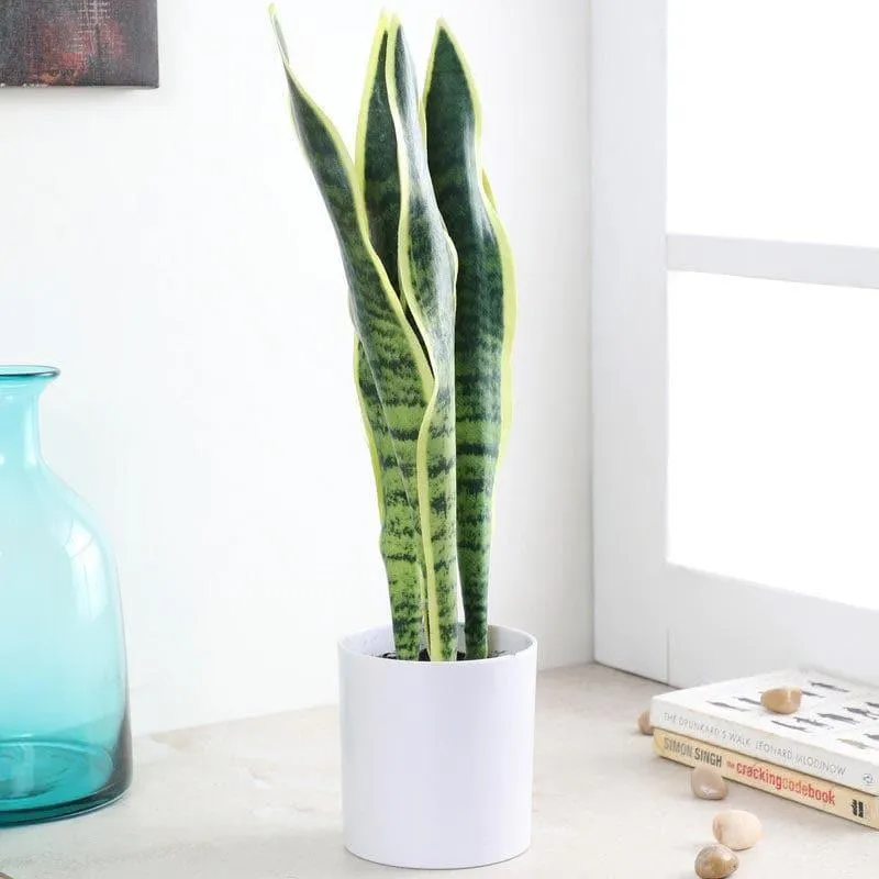 Faux Snake Plant Bonsai (45 cms) - Light Green media 2