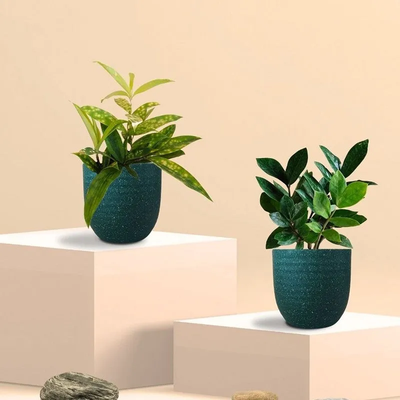 Greenkin ZZ & Bamboo Live Plants (Green) - Set Of Two media 3