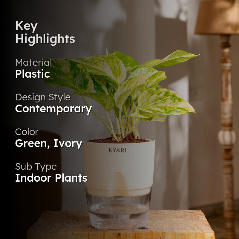 Kyari Money Variegated Plant With Self Watering Pot (Ivory) - 18 cm media 2