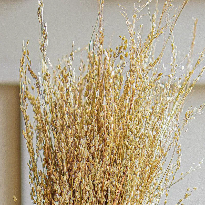 Aurora Stems Dried Flower Bunch media 5