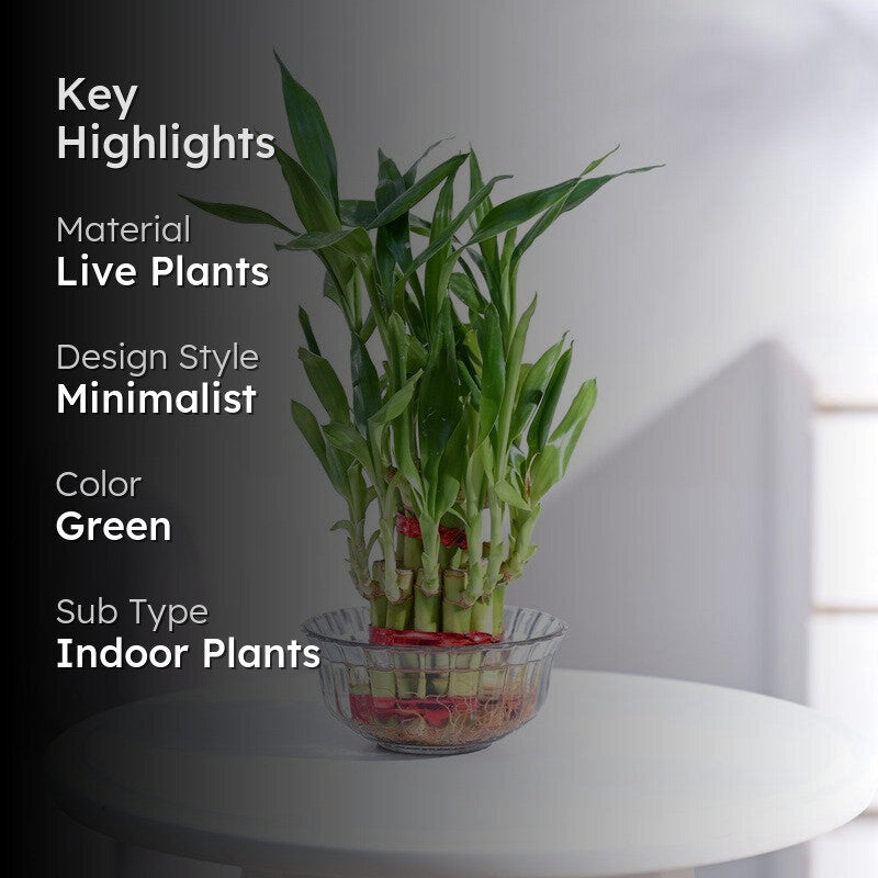 Ugaoo Lucky Bamboo Plant - 2 Layer media 2