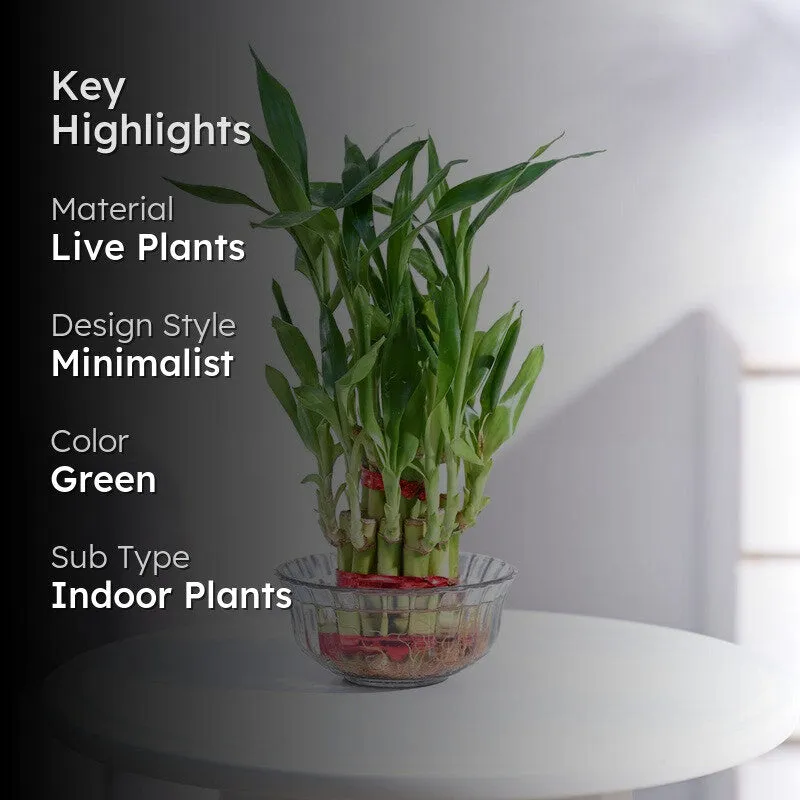 Ugaoo Lucky Bamboo Plant - 2 Layer media 2