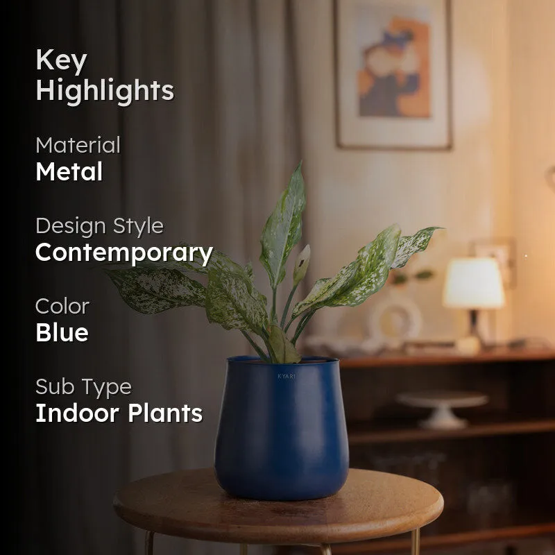 Kyari Aglaonema Snow White Plant With Metal Self Watering Pot - Blue media 2