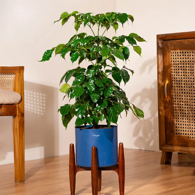 Kyari China Doll Plant With Metal Self Watering Pot (Blue) media 1