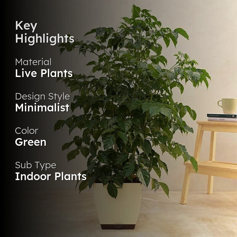 Ugaoo The China Doll Plant - 3.7 ft media 2