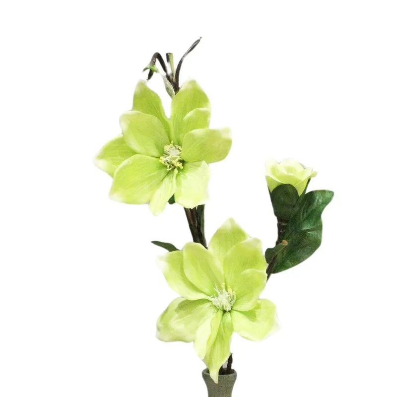 Close-up of green magnolia flowers and dark green leaves
