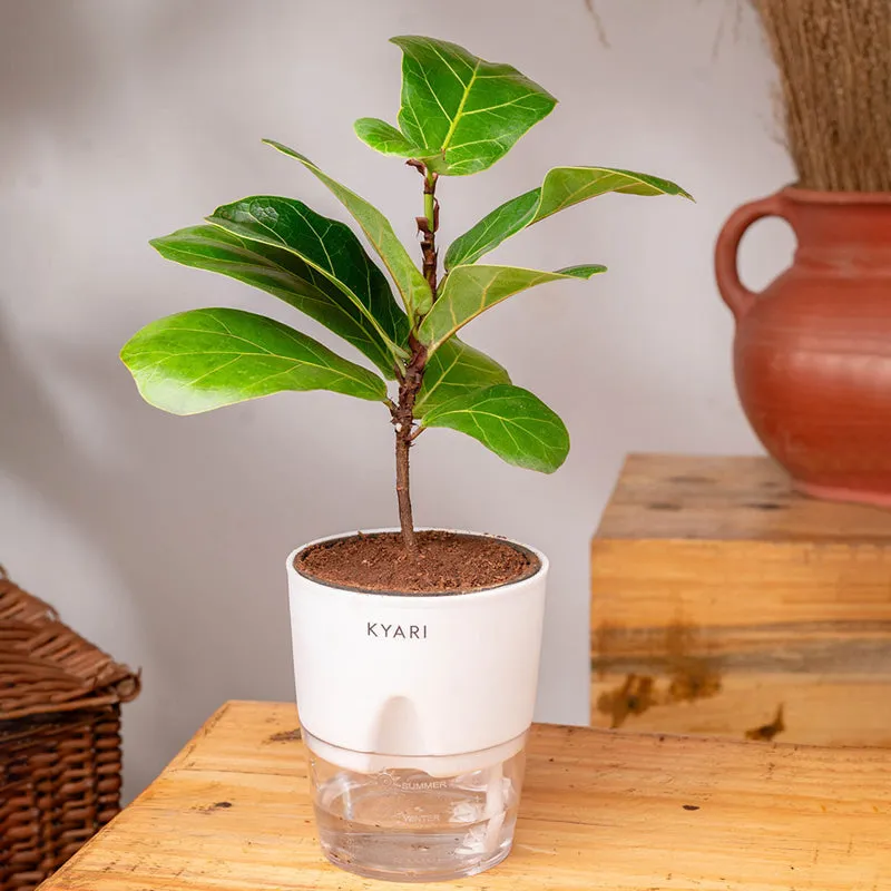 Kyari Fiddle Fig Plant With Self Watering Pot (White) - 18 cm media 3