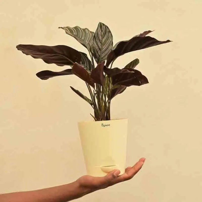 Ugaoo Calathea Sanderiana Plant media 6