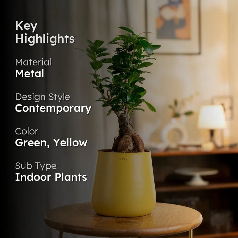 Kyari Ficus Bonsai With Metal Self Watering Pot (Yellow) - 1 Foot media 2