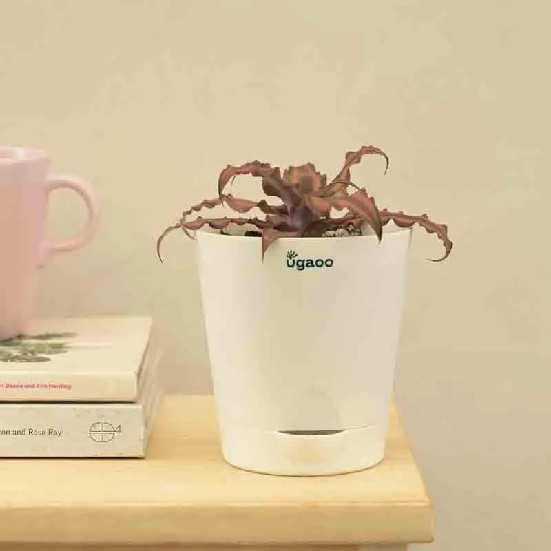 Ugaoo Earth Star Plant media 5