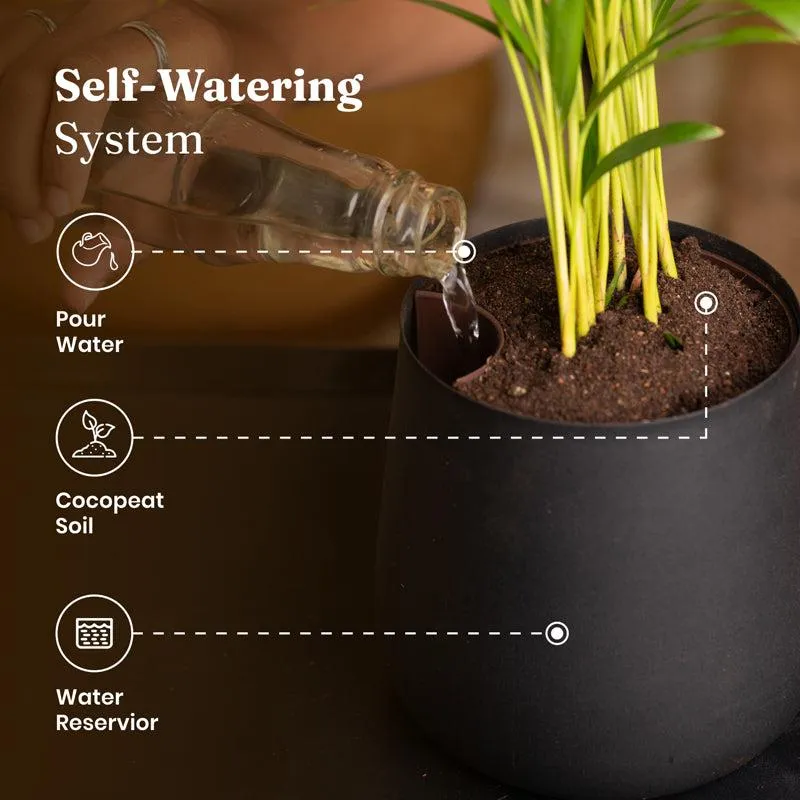 Kyari Lucky Jade Plant With Metal Self Watering Pot - Black media 6