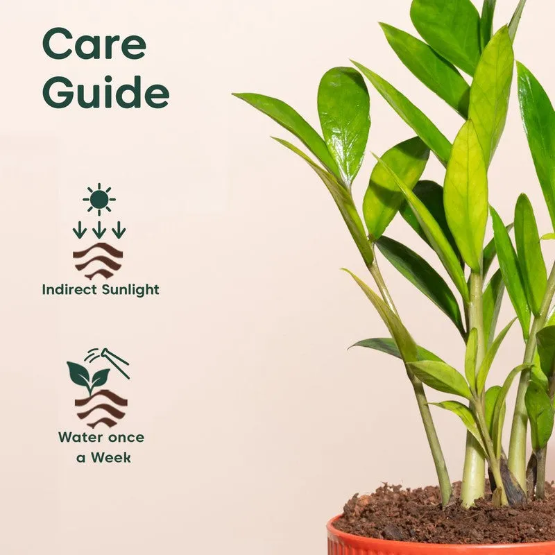 Kyari Zamia Green with Self Watering Pot - Red media 5