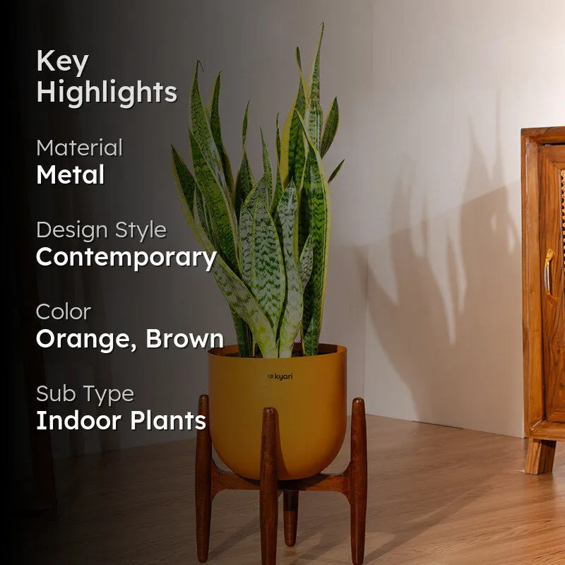 Kyari Sansevieria Zeylanica Golden Snake Plant With Metal Self Watering Pot (Orange) - 2.4 Feet media 2