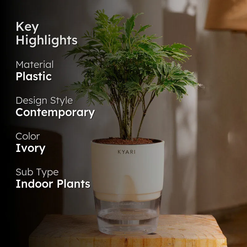 Kyari Aralia Green Plant With Self Watering Pot - Ivory media 2