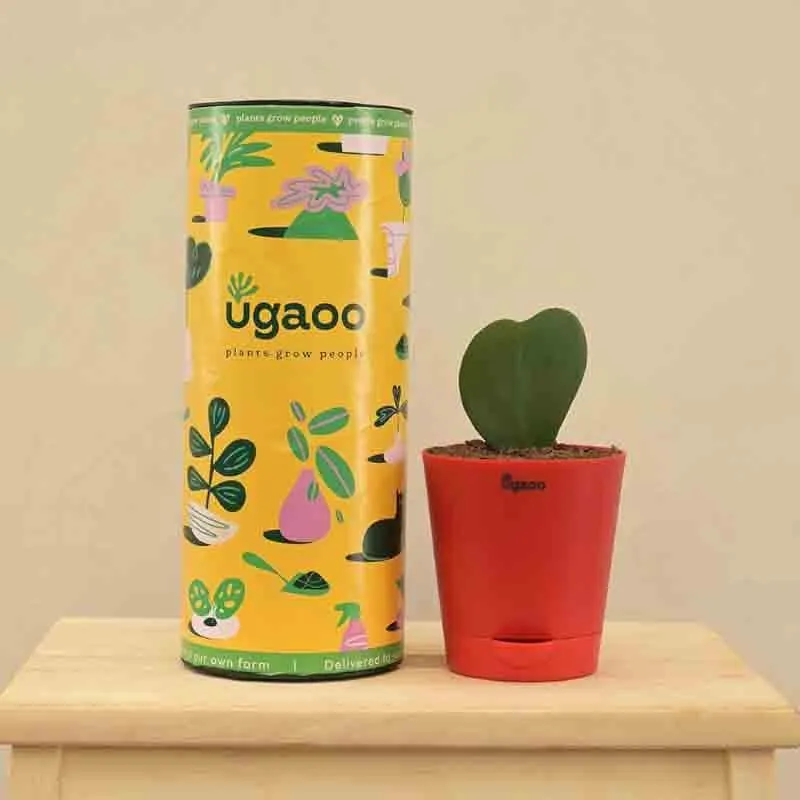 Ugaoo Heart Hoya Plant media 6