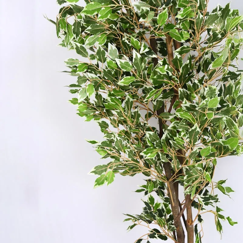 Verdiq Artificial Ficus With Black Plastic Pot - 5.5 Feet media 6