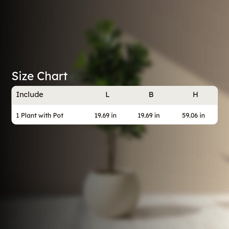 Verdelle Fiddle Fig Plant With Black Plastic Pot - 4.9 ft media 7