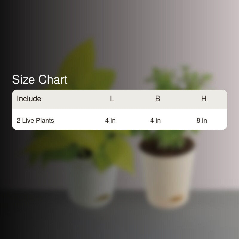 Ugaoo Jade Plant & Money Indoor Plant With Pot - Set Of Two media 5