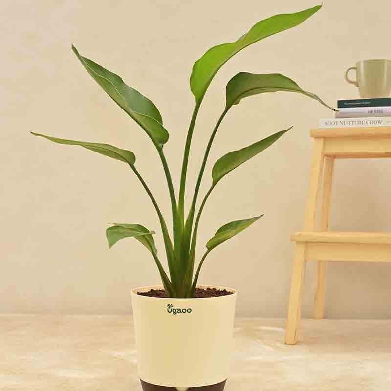 Live Plants