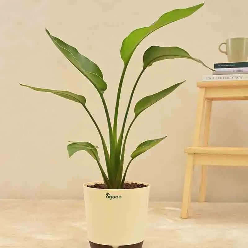 Ugaoo Bird of Paradise Plant - Big media 1
