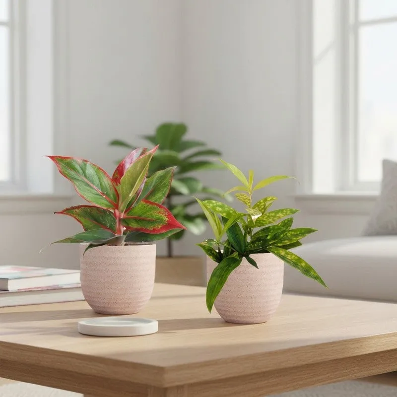 Greenkin Aglaonema Lipstick & Bamboo Live Plants (Ivory) - Set Of Two media 1