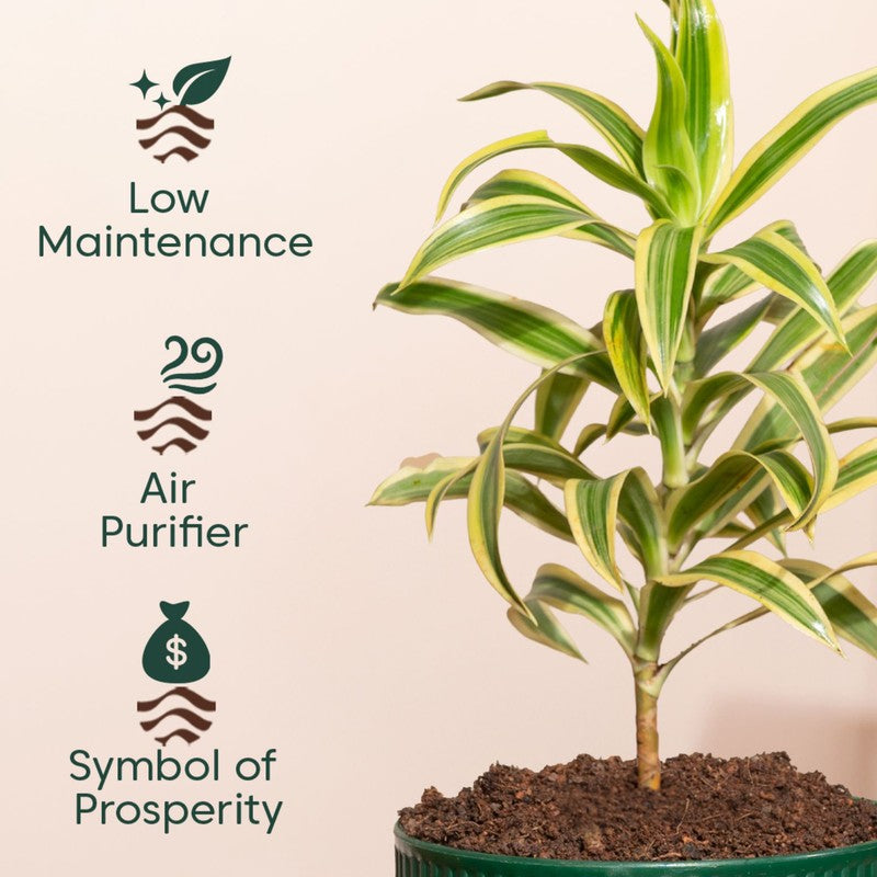 Kyari Song Of India Plant with Self Watering Pot - Green media 4