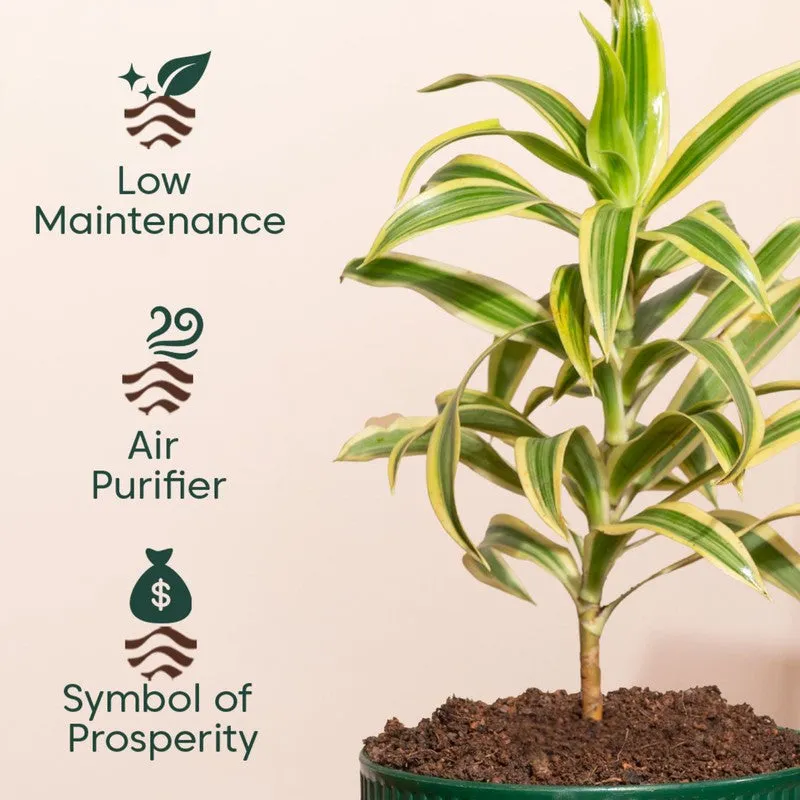 Kyari Song Of India Plant with Self Watering Pot - Green - 4