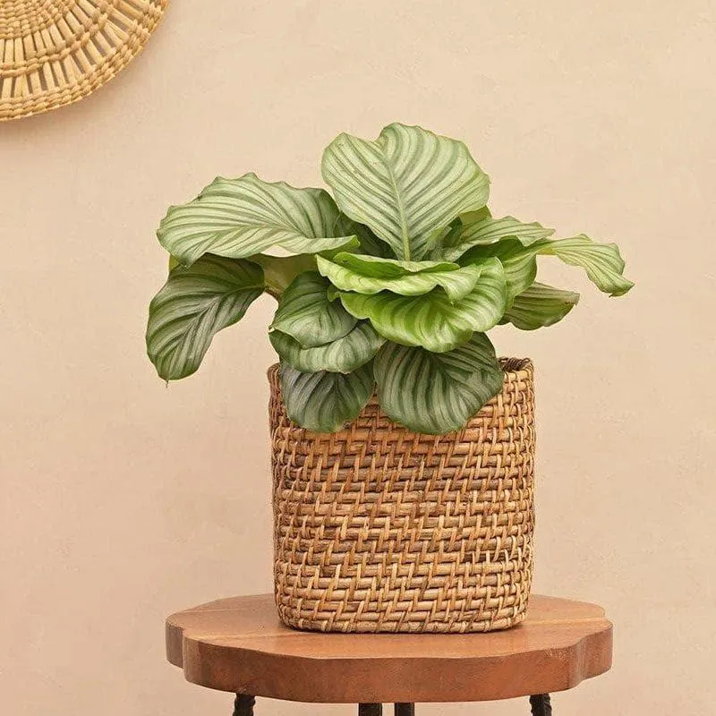 Ugaoo Square Cane Planter (20 CM) - Brown media 3