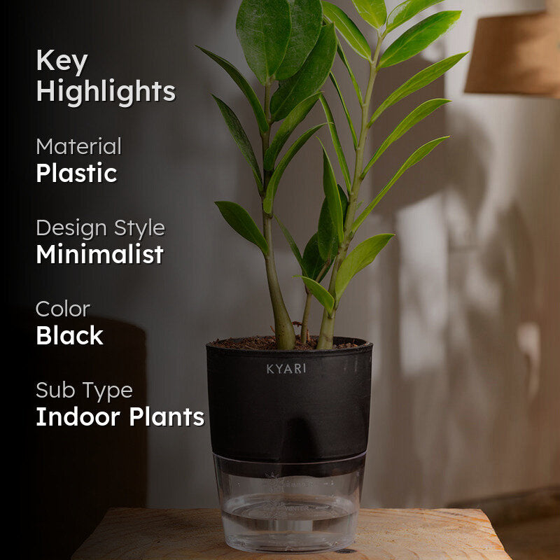 Kyari Zamia Green (ZZ) Plant With Self Watering Pot - Black media 2
