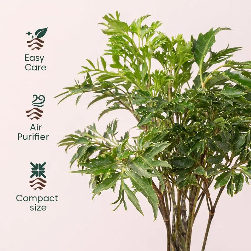 Kyari Aralia Green Plant With Self Watering Pot - Black media 3