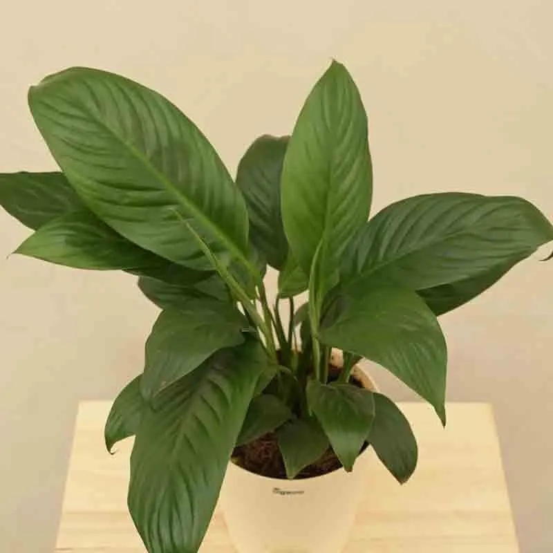 Ugaoo Peace Lily Plant - 20cm media 5