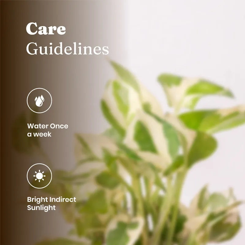Kyari Money Plant With Self Watering Pot - White media 6