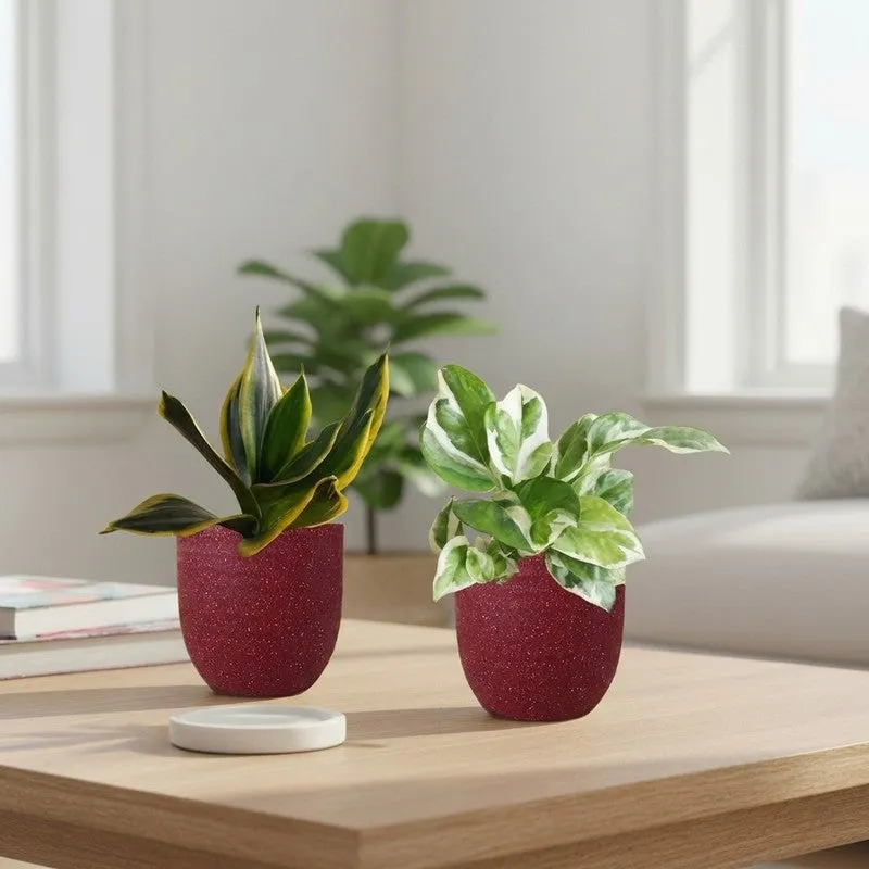 Greenkin Money Plant NJoy & Golden Snake Live Plants (Red) - Set Of Two media 1
