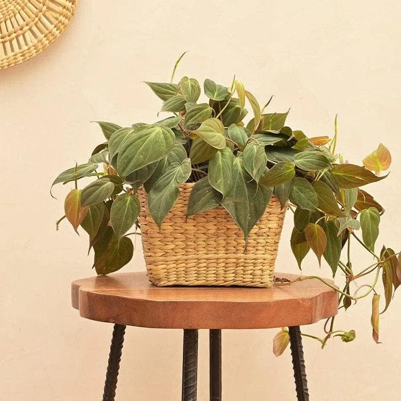 Ugaoo Seagrass Seagrass Planter - 21 CM media 3