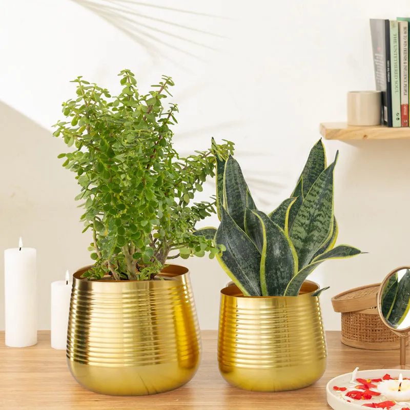 Auric Metal Golden Ribbed Planter - Set Of Two media 2