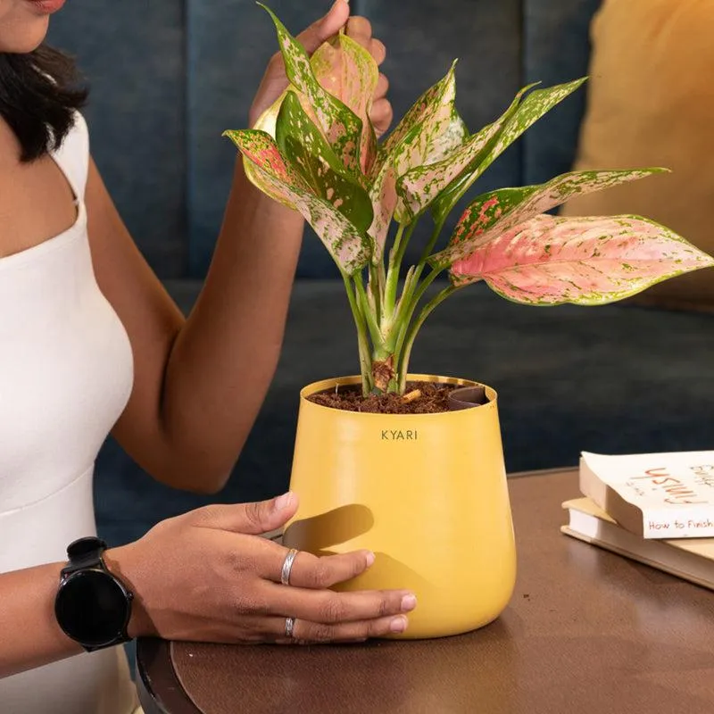 Kyari Aglaonema Pink Valentine Plant With Metal Self Watering Pot - Yellow media 4