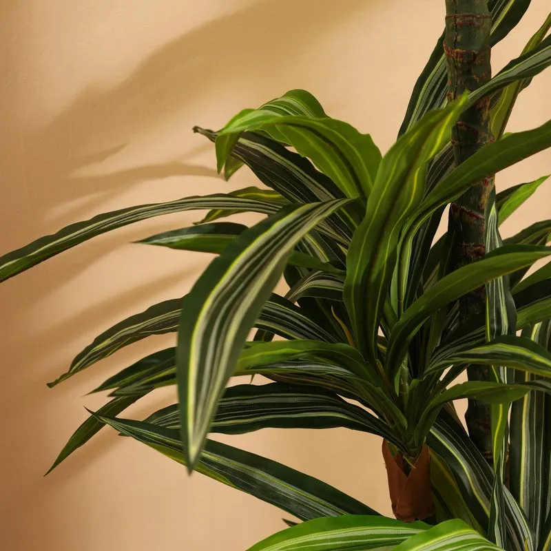 Artificial Variegated Dracaena Plant With Black Plastic Pot 5 ft media 8