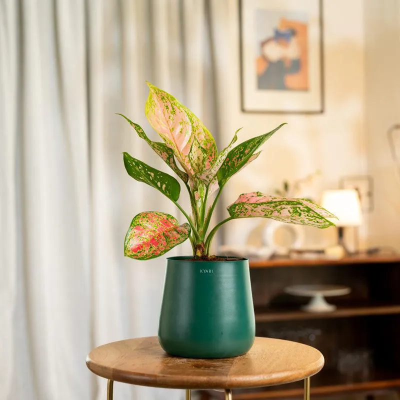 Kyari Aglaonema Pink Valentine Plant With Metal Self Watering Pot - Green media 1