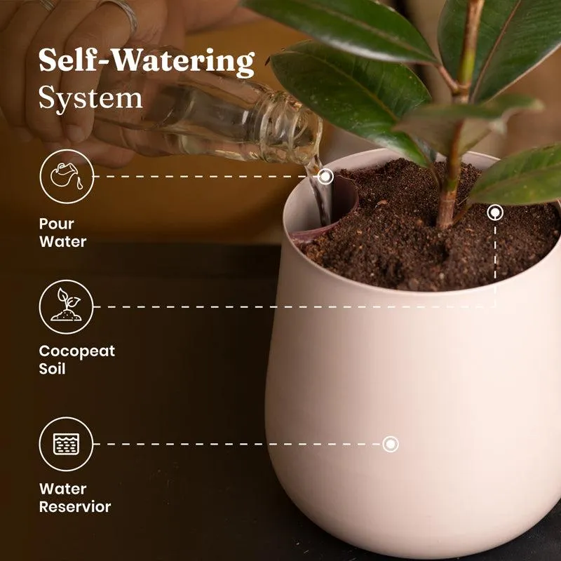 Kyari Money Plant With Metal Self Watering Pot - Beige media 6