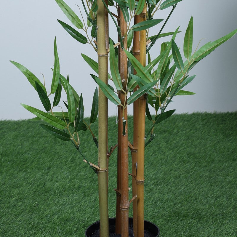 VerdaBloom Bamboo Plant With Black Fiber Pot - 3.9 Feet media 5