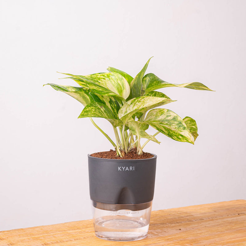 Kyari Money Variegated Plant With Self Watering Pot (Grey) - 18 cm media 9