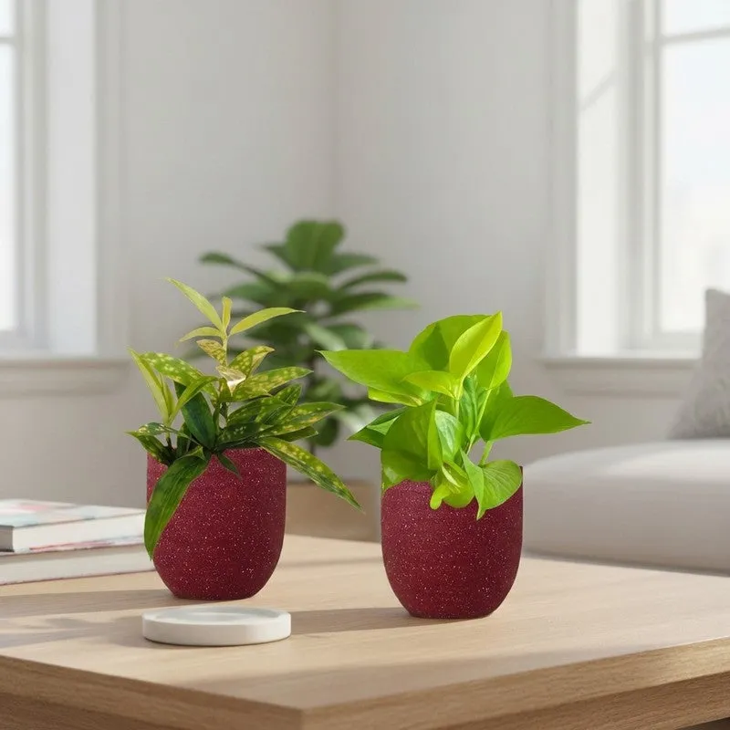 Greenkin Bamboo & Golden Pothos Live Plants (Red) - Set Of Two media 1