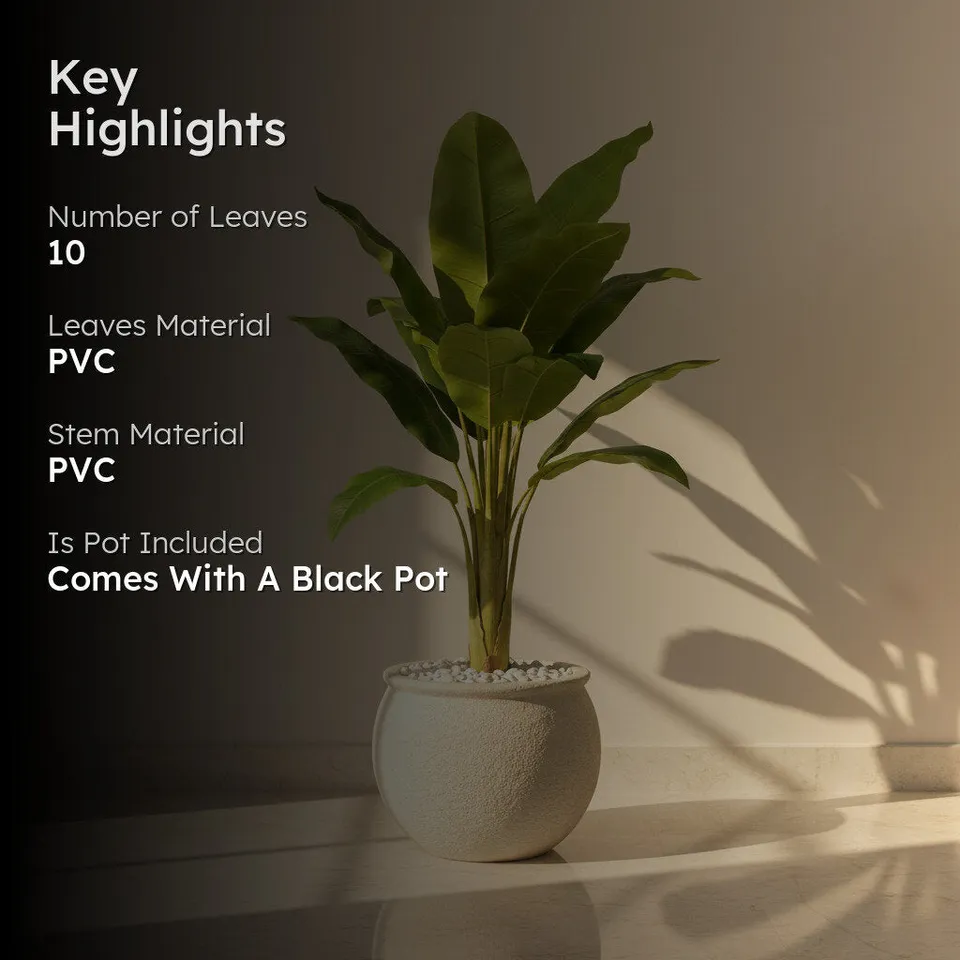 FreshForm Banana Plant With Black Fiber Pot - 4.3 Feet media 2