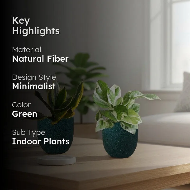 Greenkin Money Plant NJoy & Golden Snake Live Plants (Green) - Set Of Two media 2