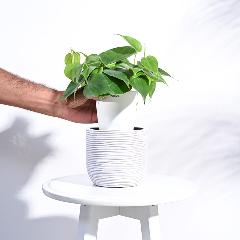 UGAOO Planter Ball Rib - Ivory media 5
