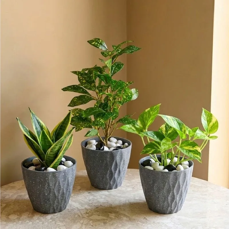 Zenvia Textured Plastic Planter - Set Of Three media 3