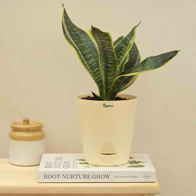 Live Plants
