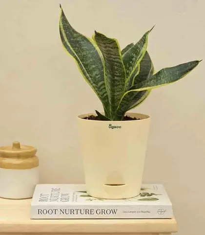 Live Plants